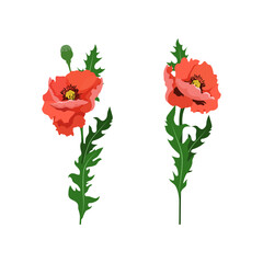 Vector illustration of red poppies on white isolated background.