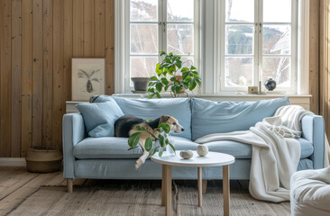 A light blue sofa with a dog on it in a scandinavian interior design of a modern living room. A coffee table, plant and blanket