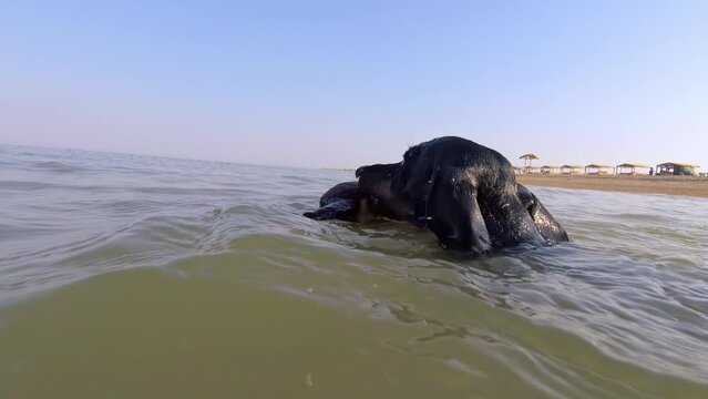 Dachshund swimming in water with soft toy in teeth. Dog playing in water in sea near beach in summer under blue sky basking in active sunshine