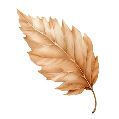 Autumn oak leaf isolated on white background. Realistic vector illustration.