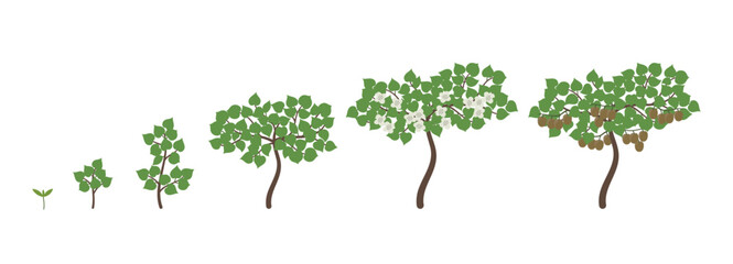 Kiwifruit growth stages. Kiwi ripening period progression. Life cycle animation chinese gooseberry plant seedling. Vector illustration.