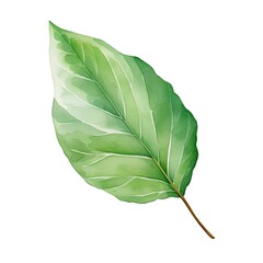 Fototapeta premium Watercolor green leaf isolated on white background. Hand drawn illustration.