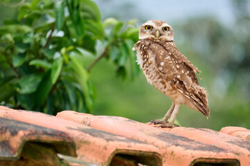 Coruja Buraqueira avistada em Vilatur, Saquarema, Rio de Janeiro - RJ