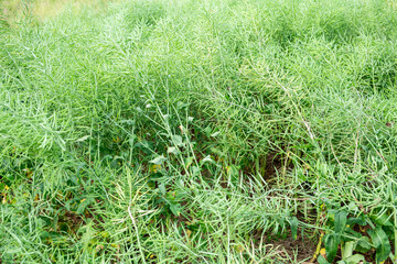 Spring green rapeseed pods