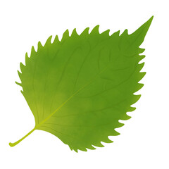 Shiso, perilla. Fresh green oba leaf. Sesame Leaf. Japanese vegetable. Asian cuisine ingredient. Healthy vegetarian food.Illustration design.