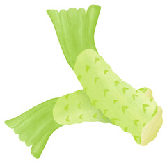 wasabi or Eutrema japonicum, isolated on white background.Illustration Design.
