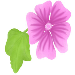 mallow flower or malva flower, isolated on white background.Illustration Design.