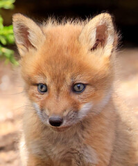 Red fox baby portrait, Canada