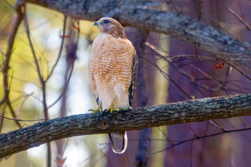 Red shouldered hawk perched on oak tree limp looking intently