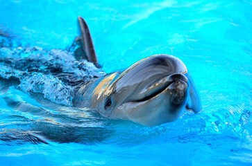 Dolphins, intelligent marine mammals, gracefully glide through oceans, communicating with intricate sounds and captivating playful antics.