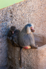 Familia de monos en el zool&oacute;gico