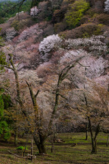 奈良県 春の吉野山の桜景色