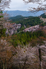 奈良県 春の吉野山の桜景色