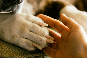 Dog's paw in woman's hand Human animal friendship, unity, love, care. Domestic dog is giving hand...