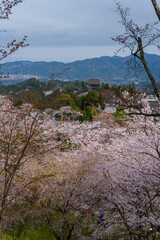 奈良県 春の吉野山の桜景色