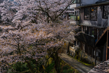 奈良県 春の吉野山の桜景色