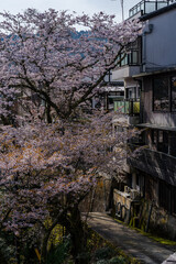 奈良県 春の吉野山の桜景色
