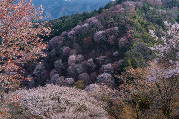 奈良県 春の吉野山の桜景色