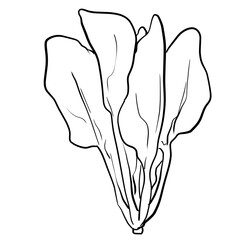 Simple and realistic line drawing of spinach
