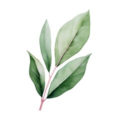 Green laurel leaves isolated on white background. Watercolor illustration.