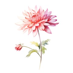 Watercolor illustration of a pink chrysanthemum flower.
