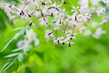 Purple neem flowers blooming in spring