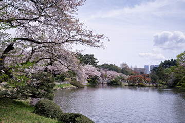 池を巡る満開の桜