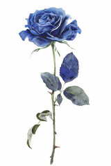 Precise watercolor painting of blue rose flower with long stem