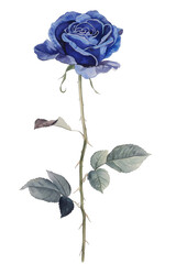 Precise watercolor painting of blue rose flower with long stem