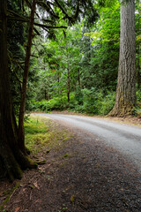 curvy road in the forest park with tall trees in nature