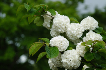 白いオオデマリの花