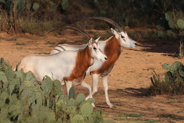 Scimitar Oryx Pair