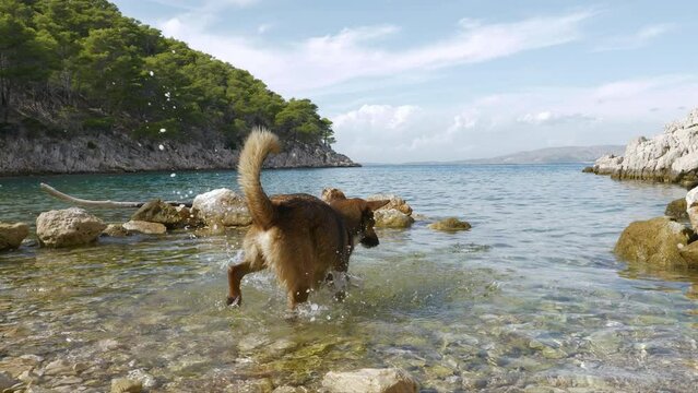 SLOW MOTION: A wet and playful young dog jumps in the water after flying stones. Furry pet enjoys playing on the rocky beach on a beautiful Croatian island. Fun water activities for an energetic dog.