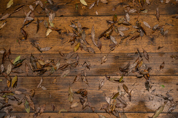 濡れた木材の上に落ちる落ち葉