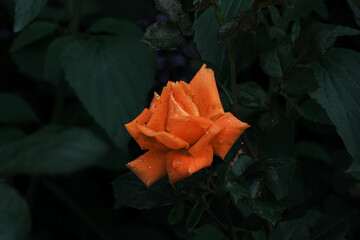 オレンジ色の可愛い薔薇の花
