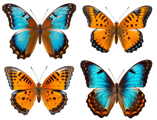 Obraz premium Big set Monarch Butterfly isolated on white background.