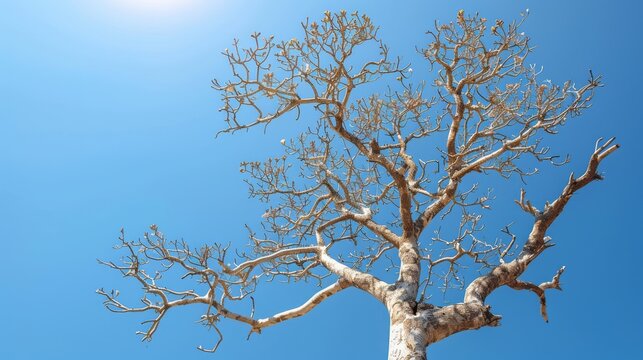The contrast between leafless, gray trees against a vibrant blue sky evokes the changing seasons and the potential impact of global warming on nature's balance.