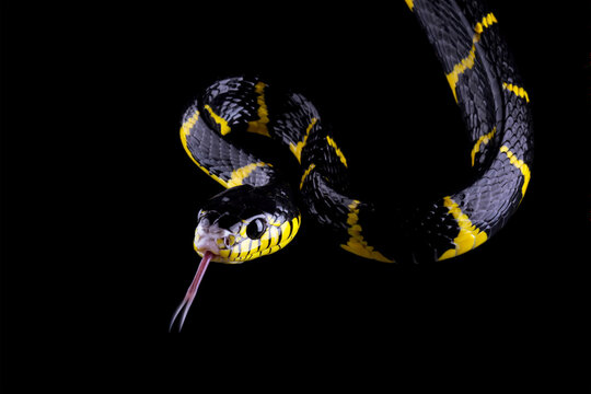 boiga dendrophila yellow ringed, gold ringed snake, indonesia snake	
