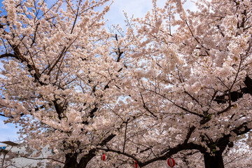 春の東京・錦糸公園で見た、満開の桜の花