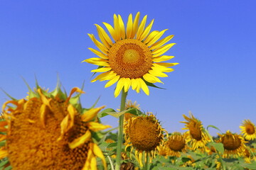 yellow sunflowers are in bloom, beautiful sunflower field in summer season in sunny day, oil seed crops cultivation in india