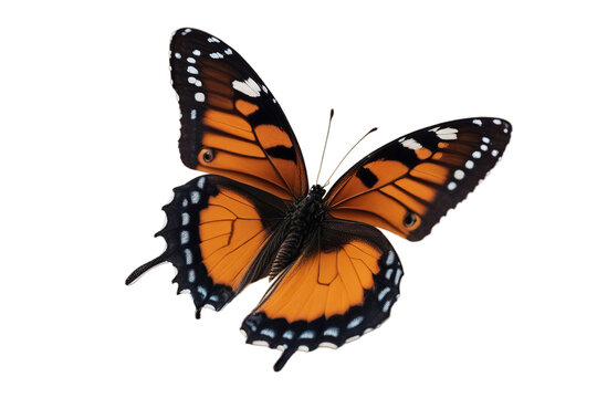 sand laerte butterfly prepona zen spirituality stone art abstract japanese garden rock meditation spiritual pebble circle background space macro nobody closeup artistic copy relaxation relax wellness