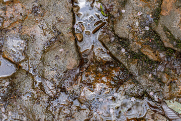 水溜まりのある石の道