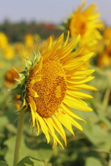 yellow sunflowers are in bloom, beautiful sunflower field in summer season in sunny day, oil seed...