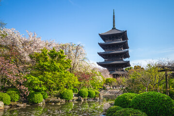 National treasure Five storied pagoda of Toji temple in Kyoto, Japan with cherry blossom