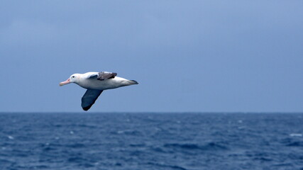 Wandering albatross (Diomedea exulans) in flight above the ocean off the coast of South Georgia Island
