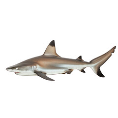 Obraz premium side view of shark transparent isolated on white png