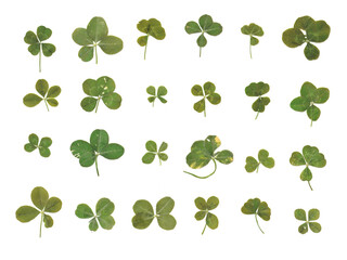 Variety of Real Authentic 4-5 Leaf Clovers from the Pacific Northwest (Flattened and Isolated)