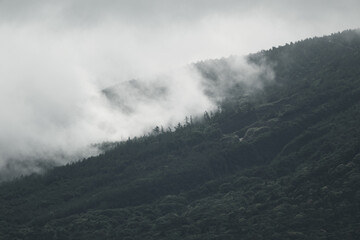 霧が出る深い森の展望風景
