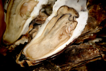 big oyster