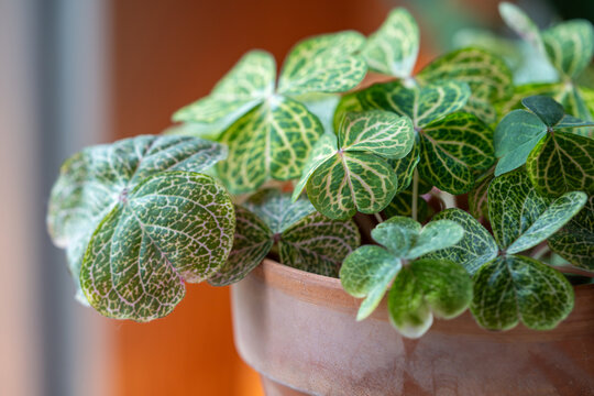 Closeup of Oxalis corymbosa Martiana aureo-reticulata in flower pot, tender woodsorrel plant with green leaves at home. Decorative collectible houseplant in interior of house. Indoor garden concept